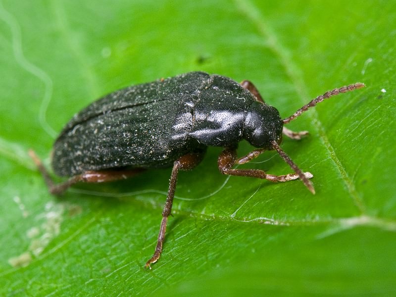 Melandrya barbata (Fabricius, 1792)